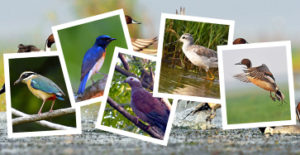 Satkosia - Bhitarkanika - Bhubaneswar and Manglajodi